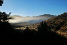 Tussock dawn